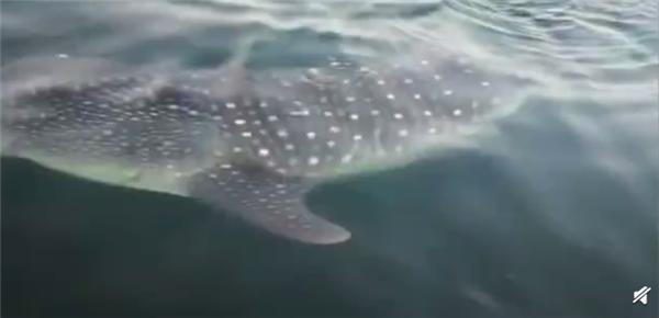 鲸鲨现身大连獐子岛 当地渔民：目测7米多长